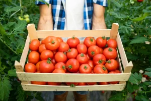 Complete Guide to Tomato Cultivation in India: From Seed to Harvest