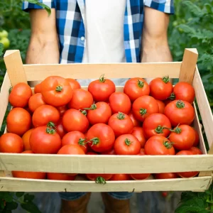 Complete Guide to Tomato Cultivation in India: From Seed to Harvest