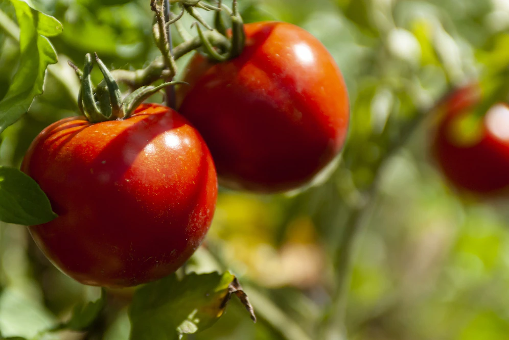 Tomato Farming in INdia